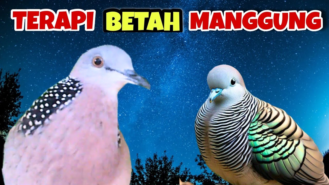 Perkutut Lokal Gacor Suara Kristal Vs Tekukur Gayer Suara Bening