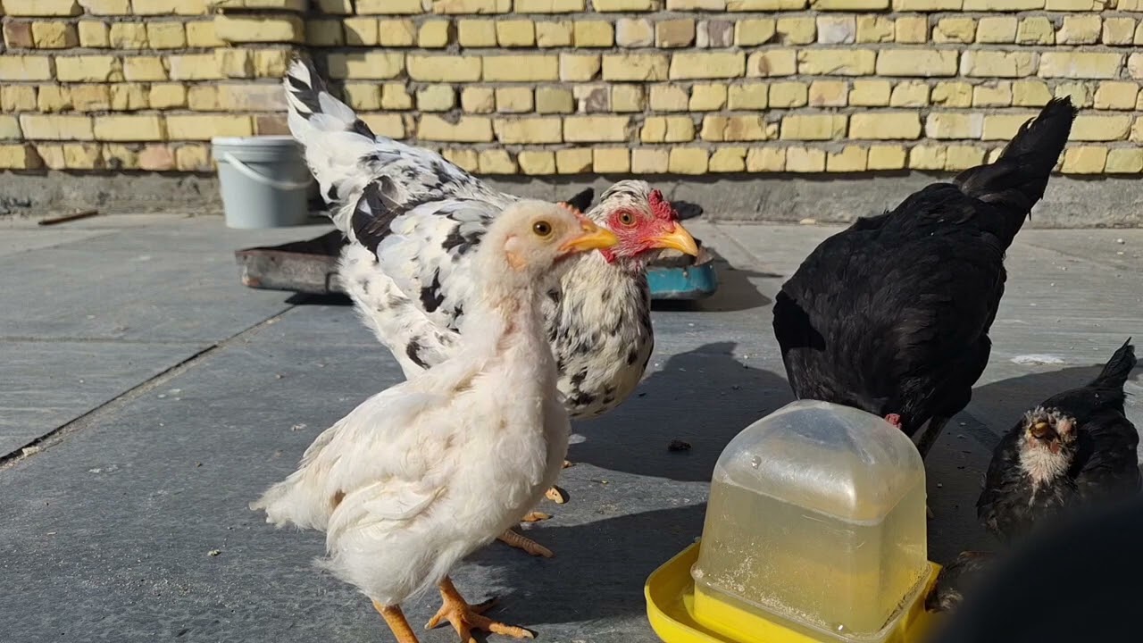 ٢٢ يناير ٢٠٢٦