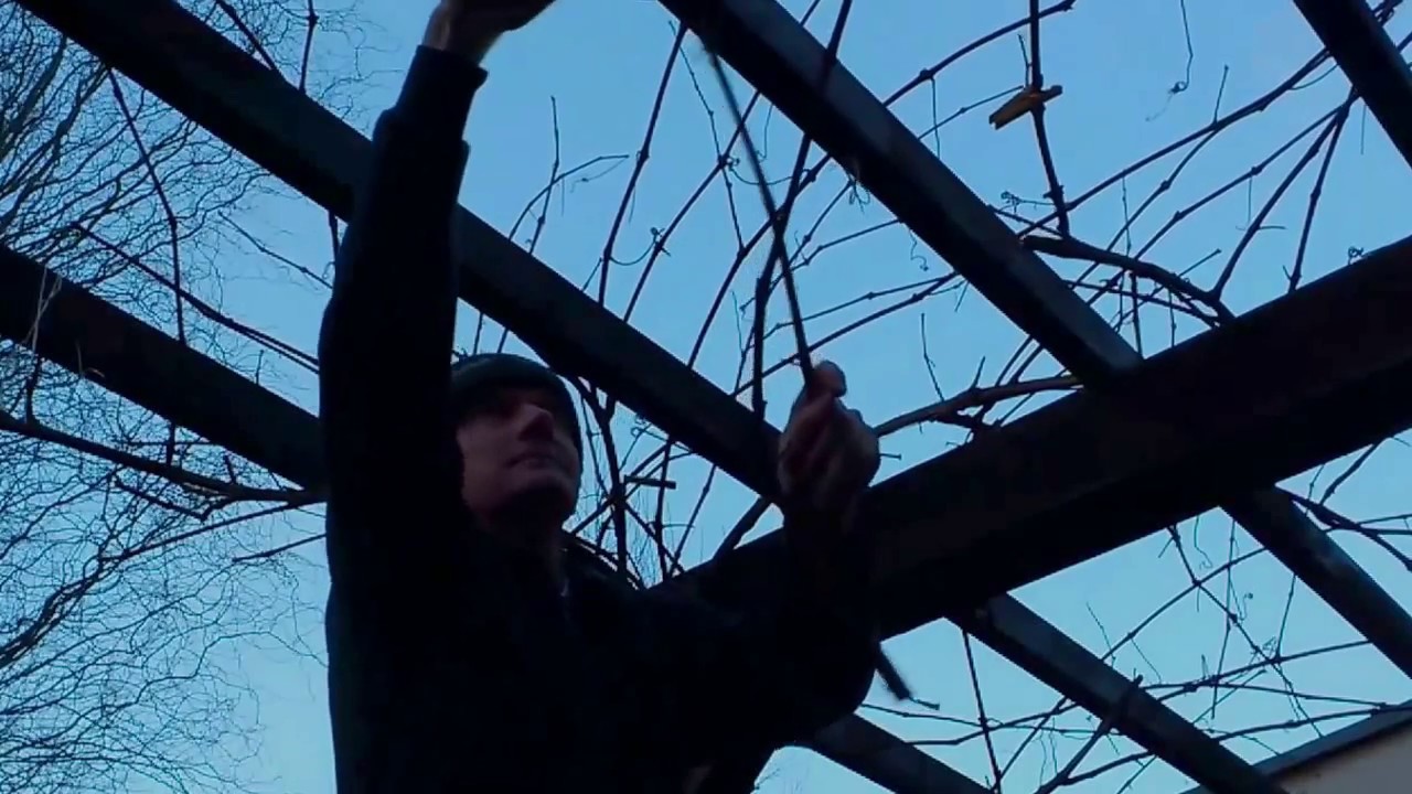 Cięcie winorośli na pergoli