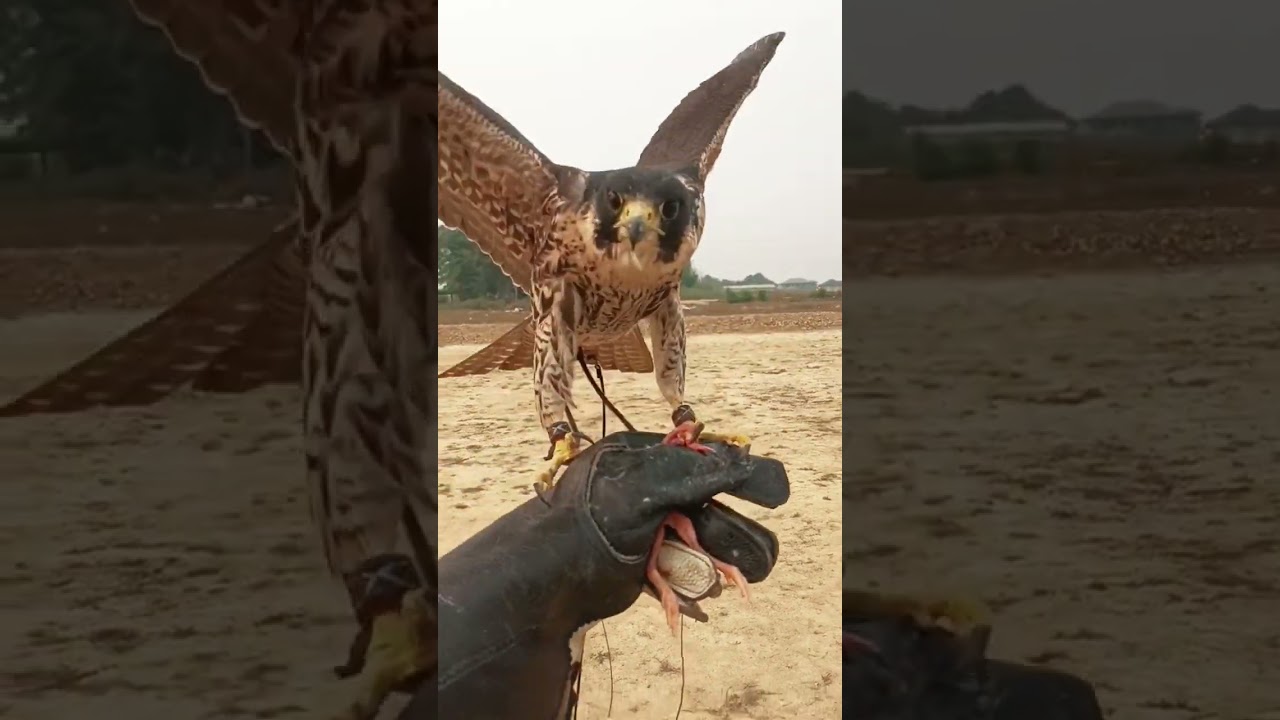 ❣️🦅❣️