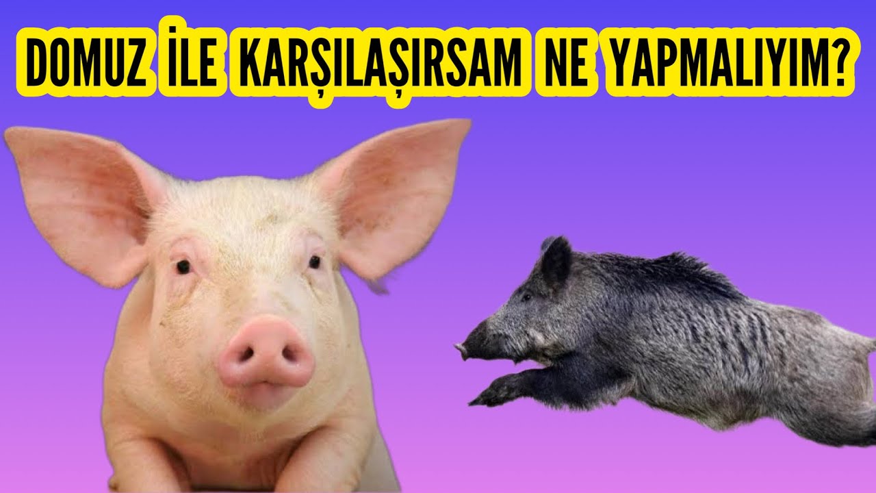 YABAN DOMUZU İLE KARŞILAŞIRSAM NE YAPMALIYIM ? KAMP YAPANLAR (( DİKKAT ))#domuz #yabandomuzu