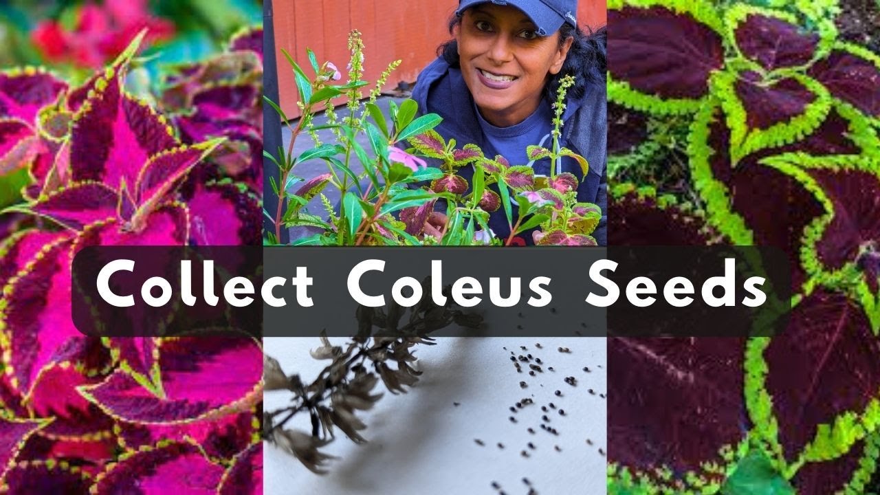 How to Collect Coleus Seeds 🌱 Harvest Store Save