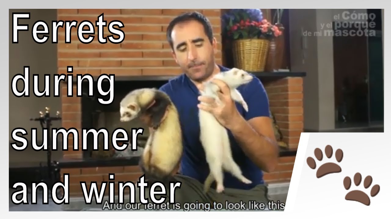 🐾 FERRETS: What happens to ferrets during summer and winter?