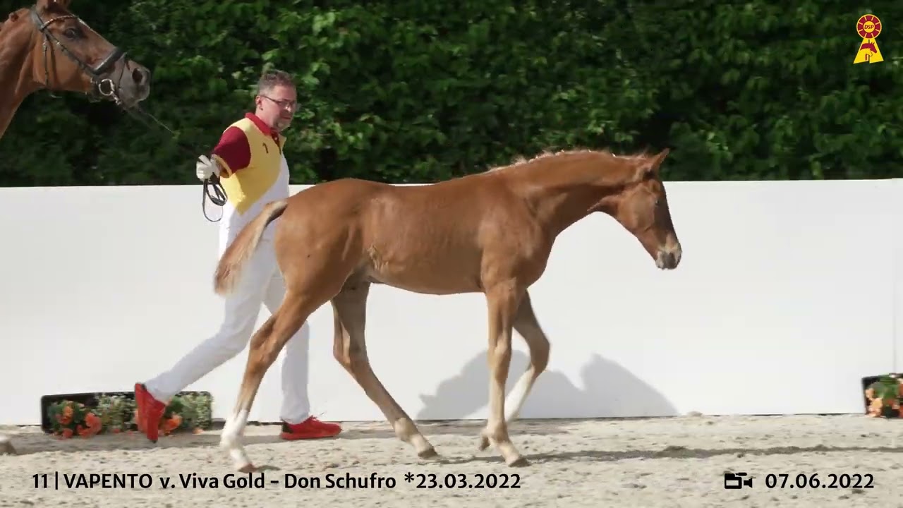 Lot 11: Hengstfohlen v. Viva Gold x Don Schufro