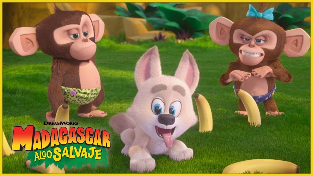 Encontrar un cachorro perdido 🐶 | DreamWorks Madagascar en Español Latino