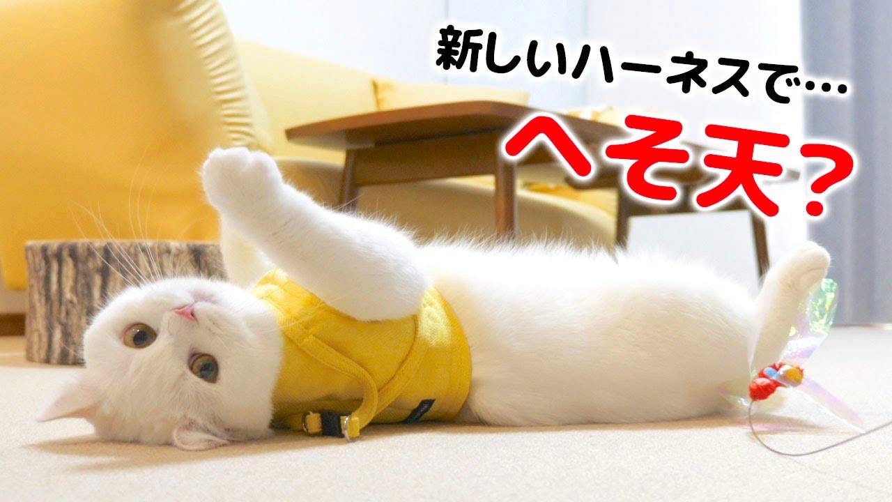 新しいハーネスを気に入る？それとも気に入らない？