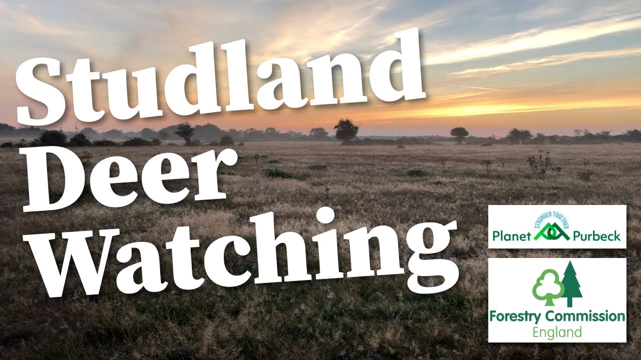 Deer Watching in Studland