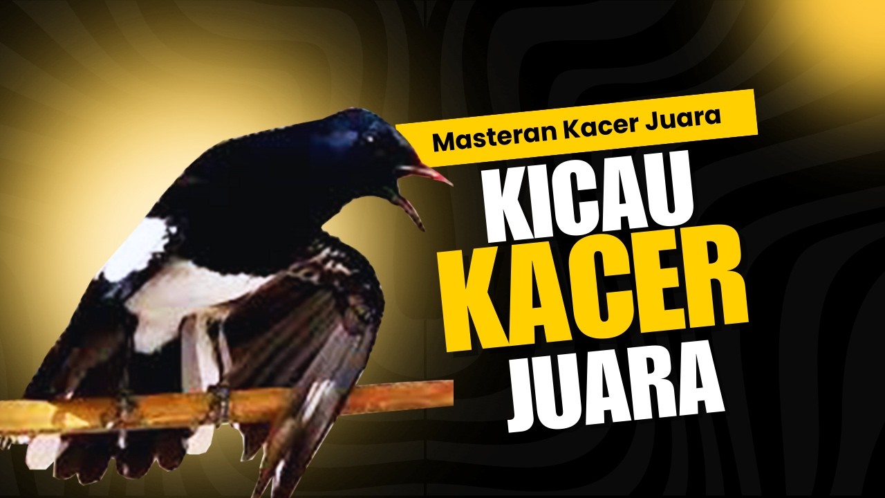 OCEHAN Kacer BETINA Panggil Kacer Jantan LANGSUNG NYAUT IKUT GACOR, 5 MENIT LANGSUNG GACOR