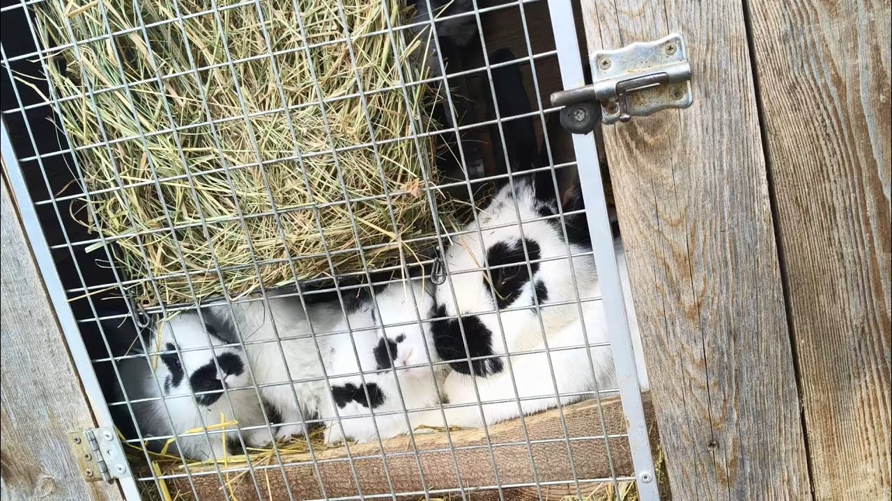 Obrządki w hodowli🐇 Omówienie co dalej z hodowlą👊 czytaj opis✌️