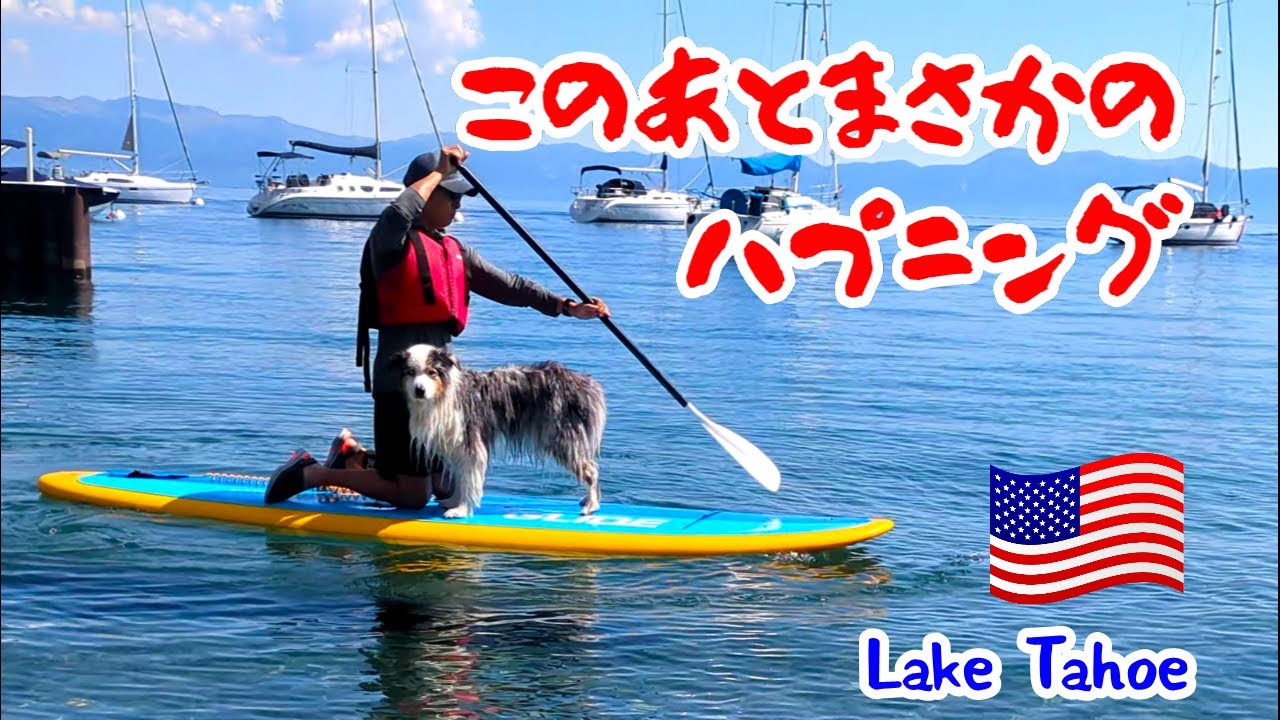 愛犬に見捨てられたパパの悲劇【オーストラリアンシェパード】
