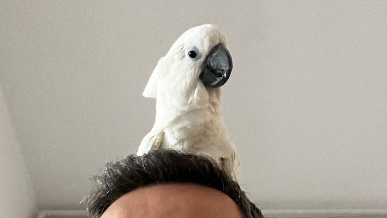 Mashuk, The funny cockatoo