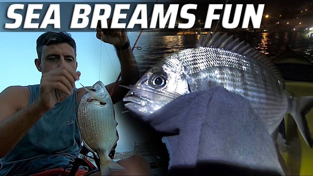Sea breams fun in the Grand Harbour | Malta