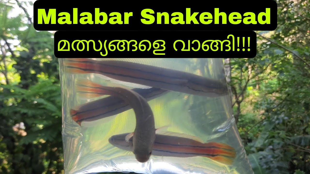 6 മലബാർ സ്നേക്ക് ഹെഡ്കളെ വാങ്ങി!!! | 6 Malabar Snakehead (Channa Diplogramma) Fishes | Tank Setup |