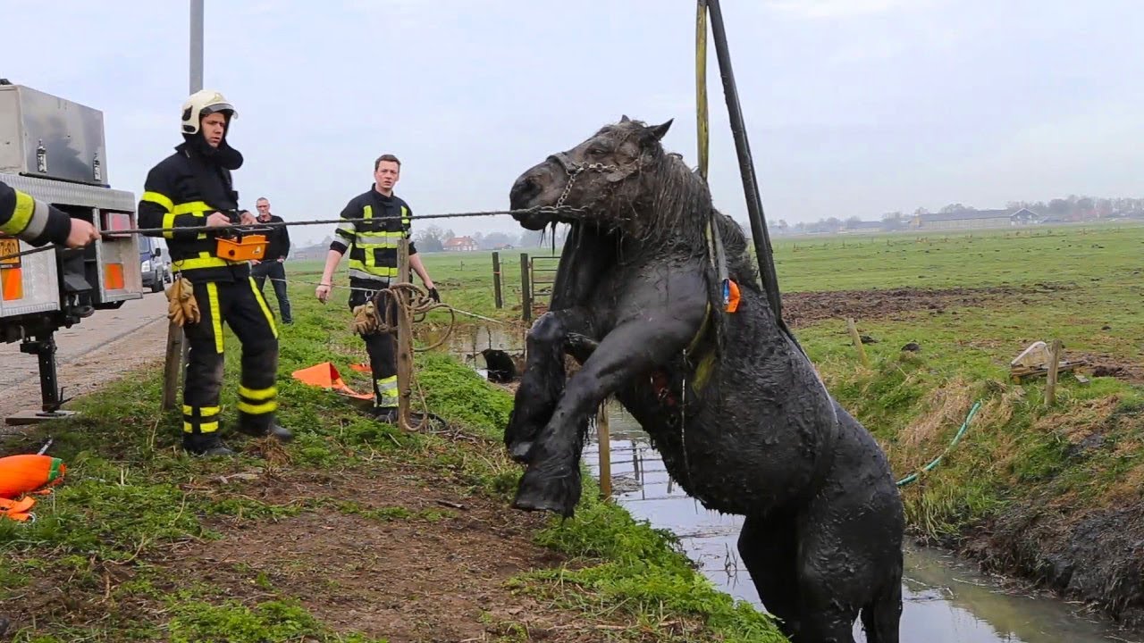 12 Animales Que Pidieron Ayuda A Los Humanos Y Fueron Agradecidos #2