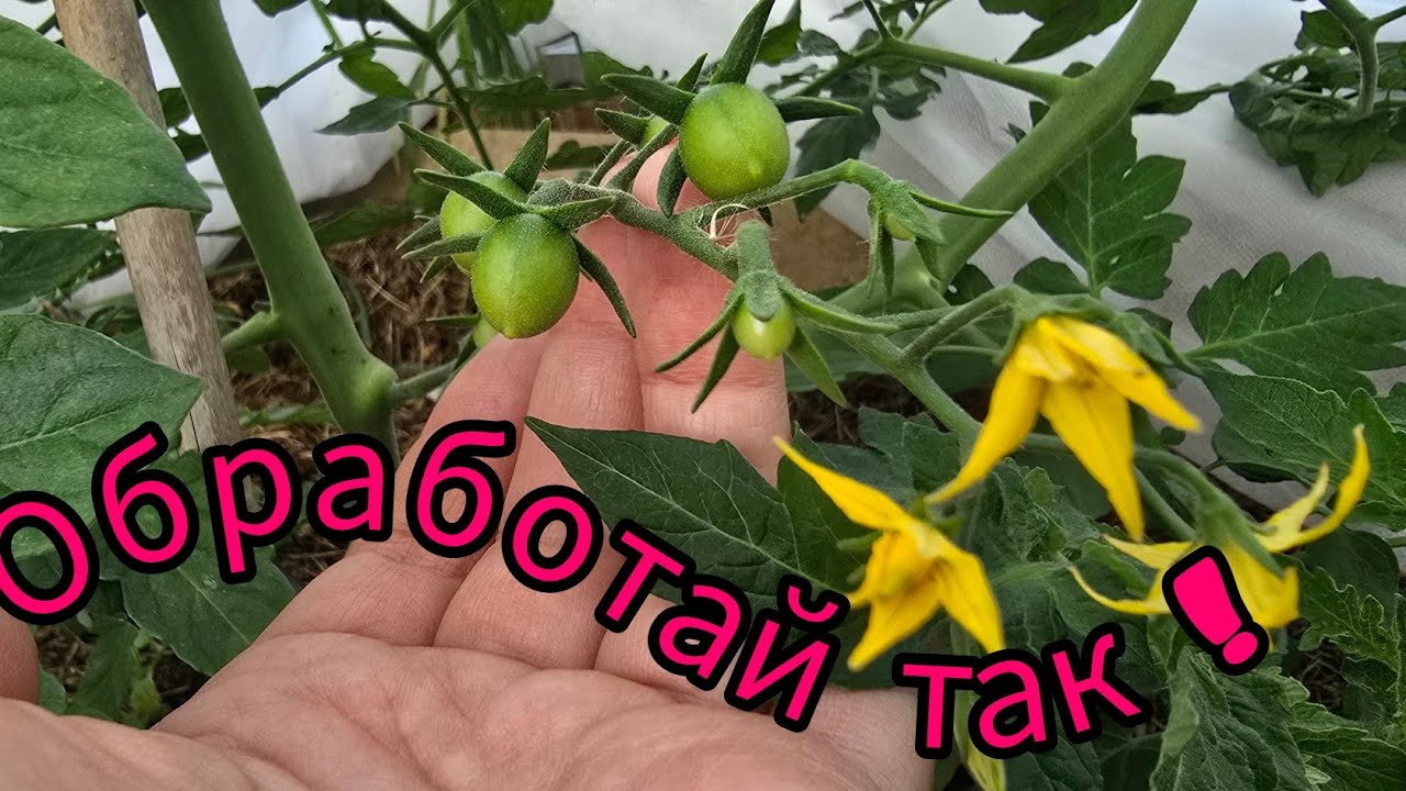 ОБРАБАТЫВАЙ ТОЛЬКО ТАК! ЗДОРОВЫЕ РАСТЕНИЯ ВЕСЬ СЕЗОН. ТОМАТЫ, ПОМИДОРЫ, ПЕРЕЦ, БАКЛАЖАНЫ, ОГУРЦЫ...