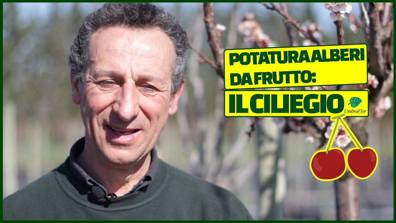 Potatura alberi da frutto: IL CILIEGIO🍒