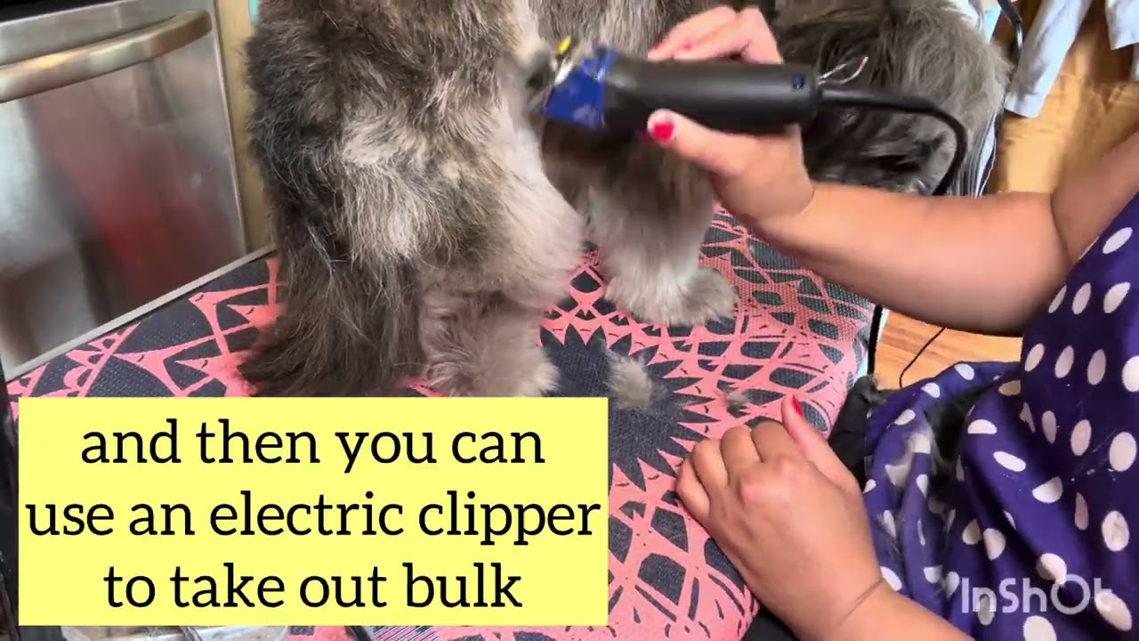 DIY Dog Grooming: Neck + Leg trimming 
