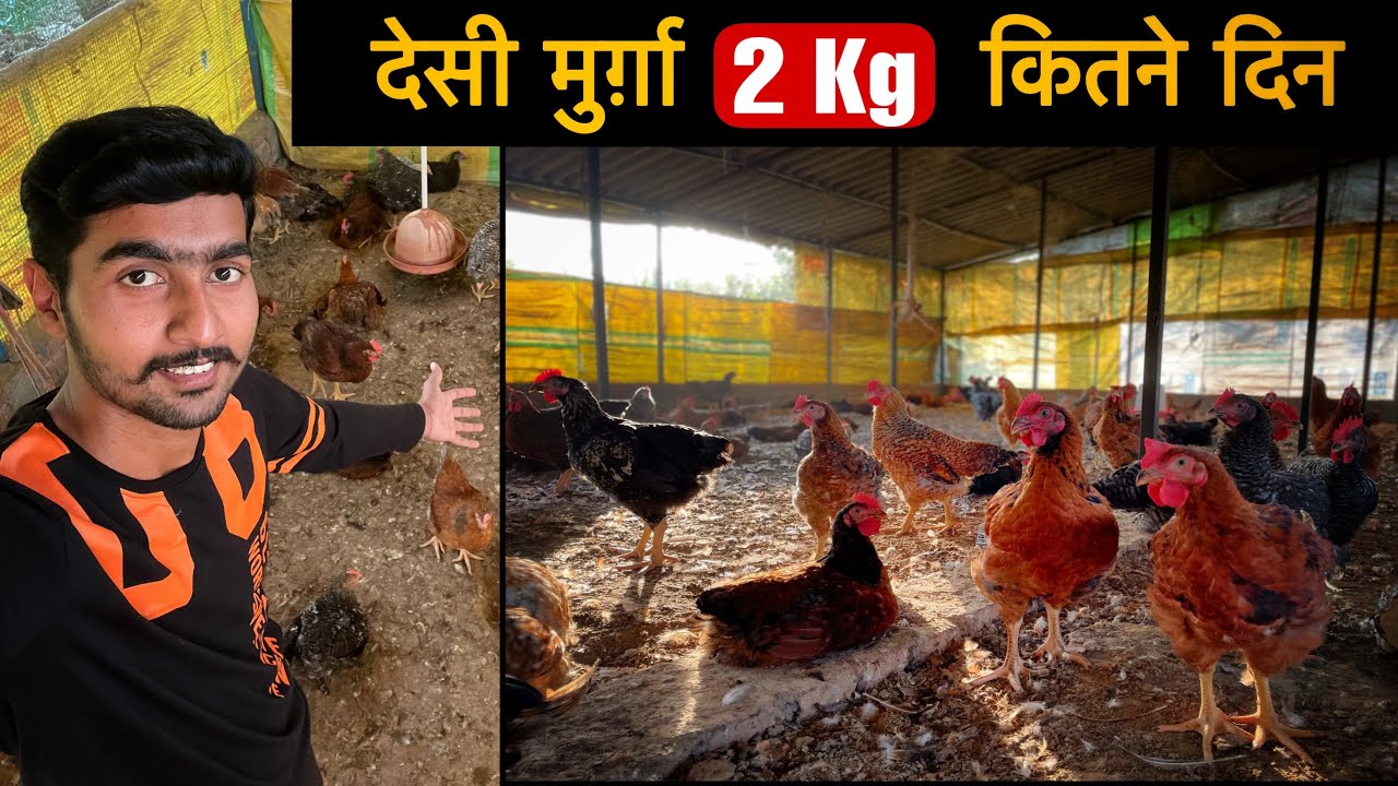 Desi Chicken 2 kg weight in my poultry farm
