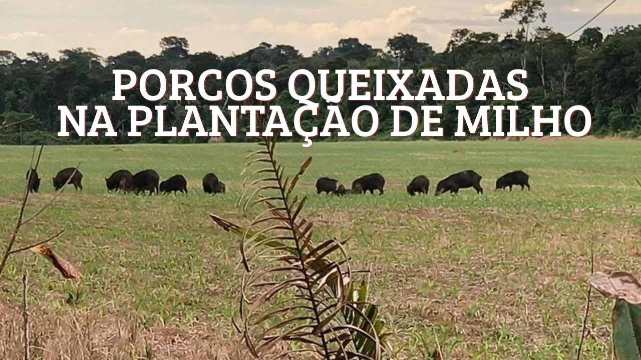 Bando de QUEIXADA na plantação de milho!