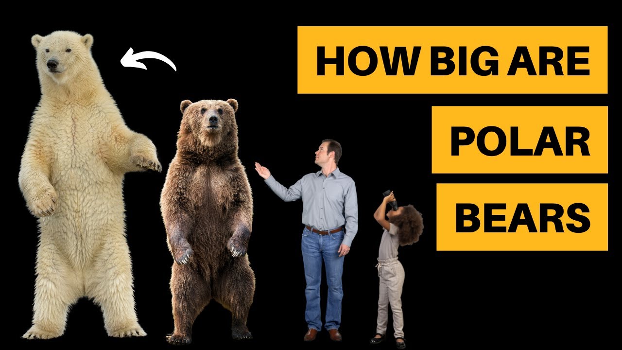 How Big Are Polar Bears? [Size Comparison]