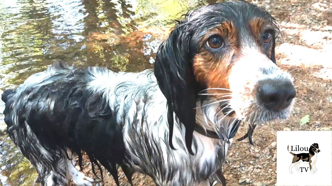 Nouveau chien adopt&eacute; en refuge SPA - Premi&egrave;re baignage - LilouTV