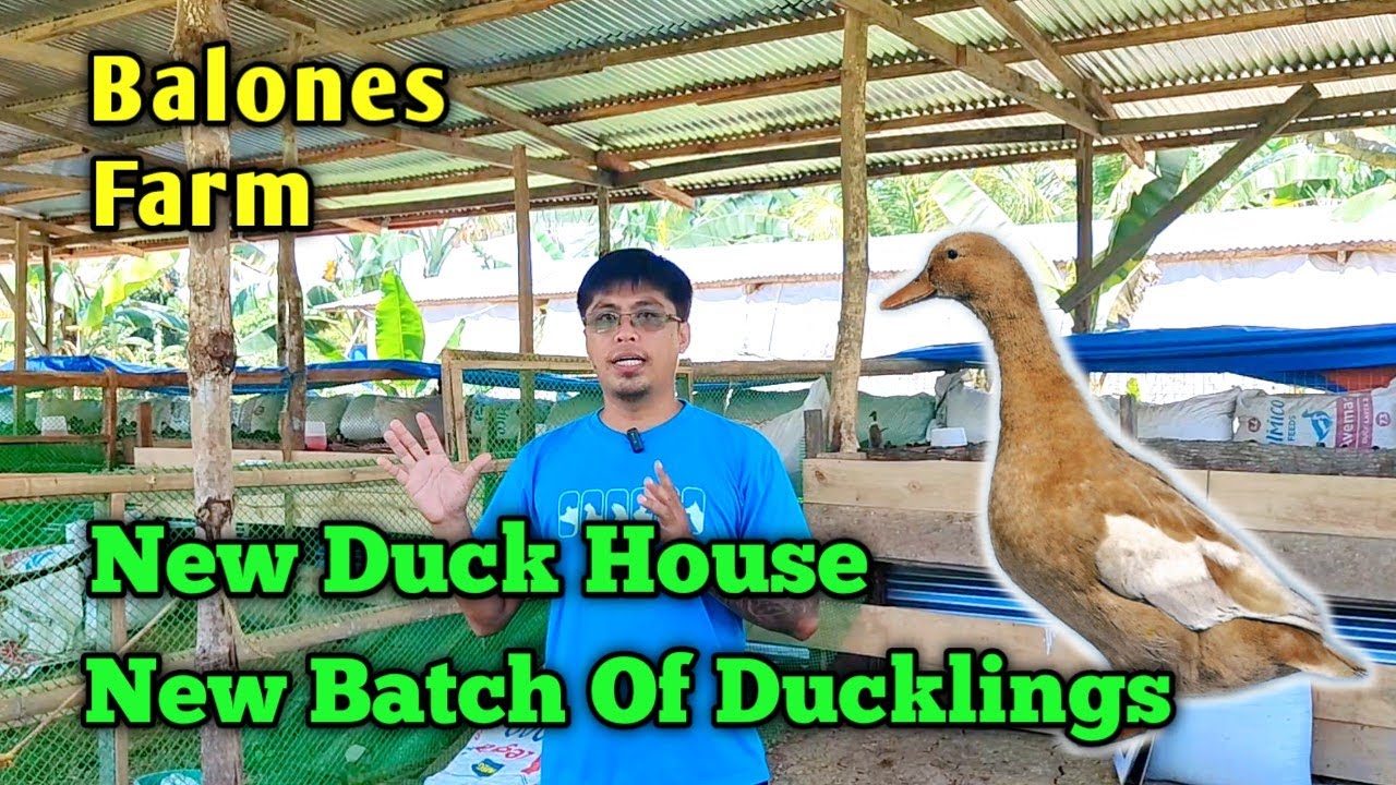 Balones Duck Farm | 600 Ducklings Ang Bagong Batch | New Duck House Design