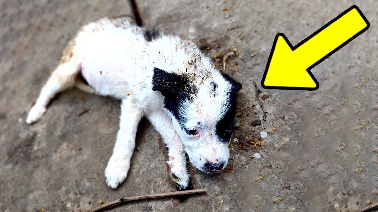 She Cried for Days as People Passed Her By Until This Happened