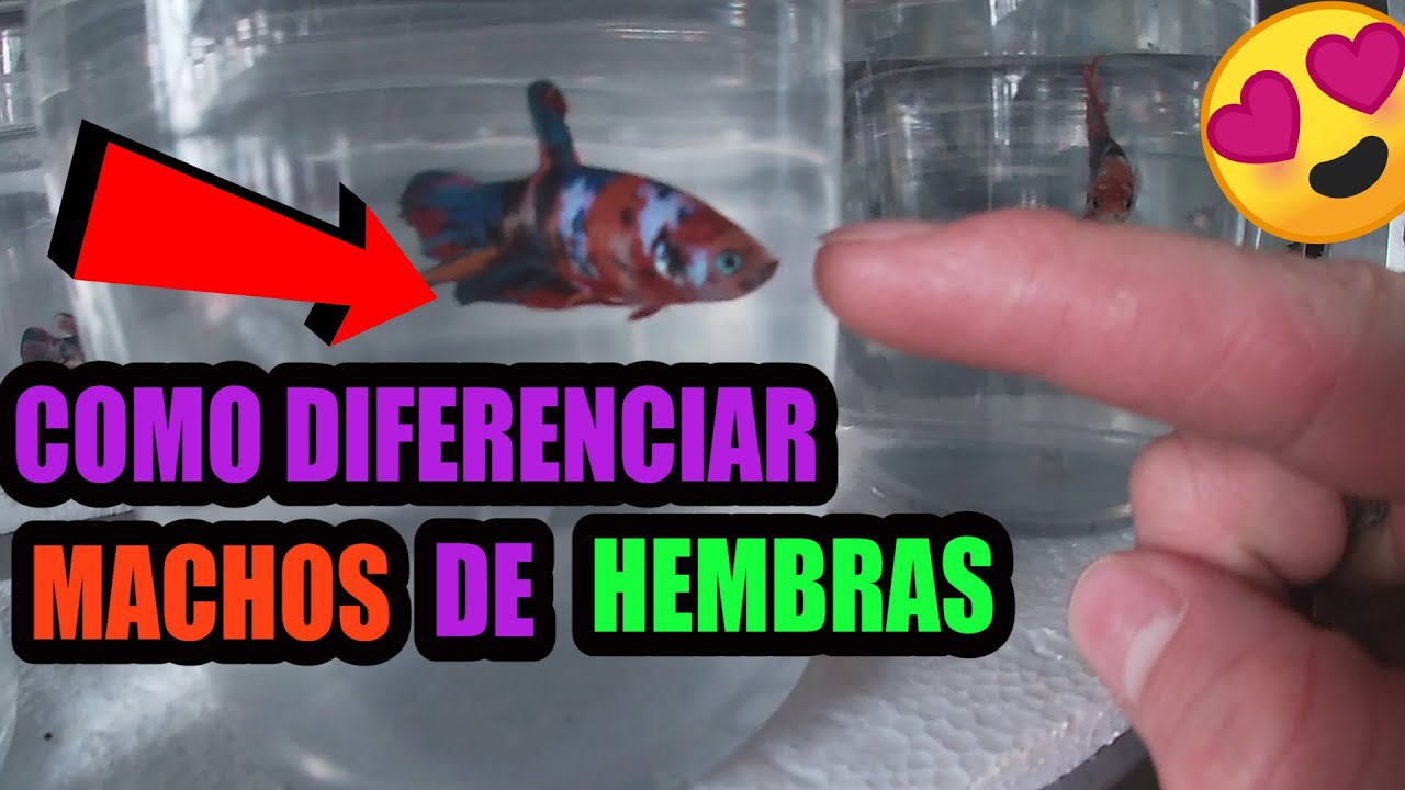 Selección de bettas para reproducción diferencia entre MACHOS y hembras