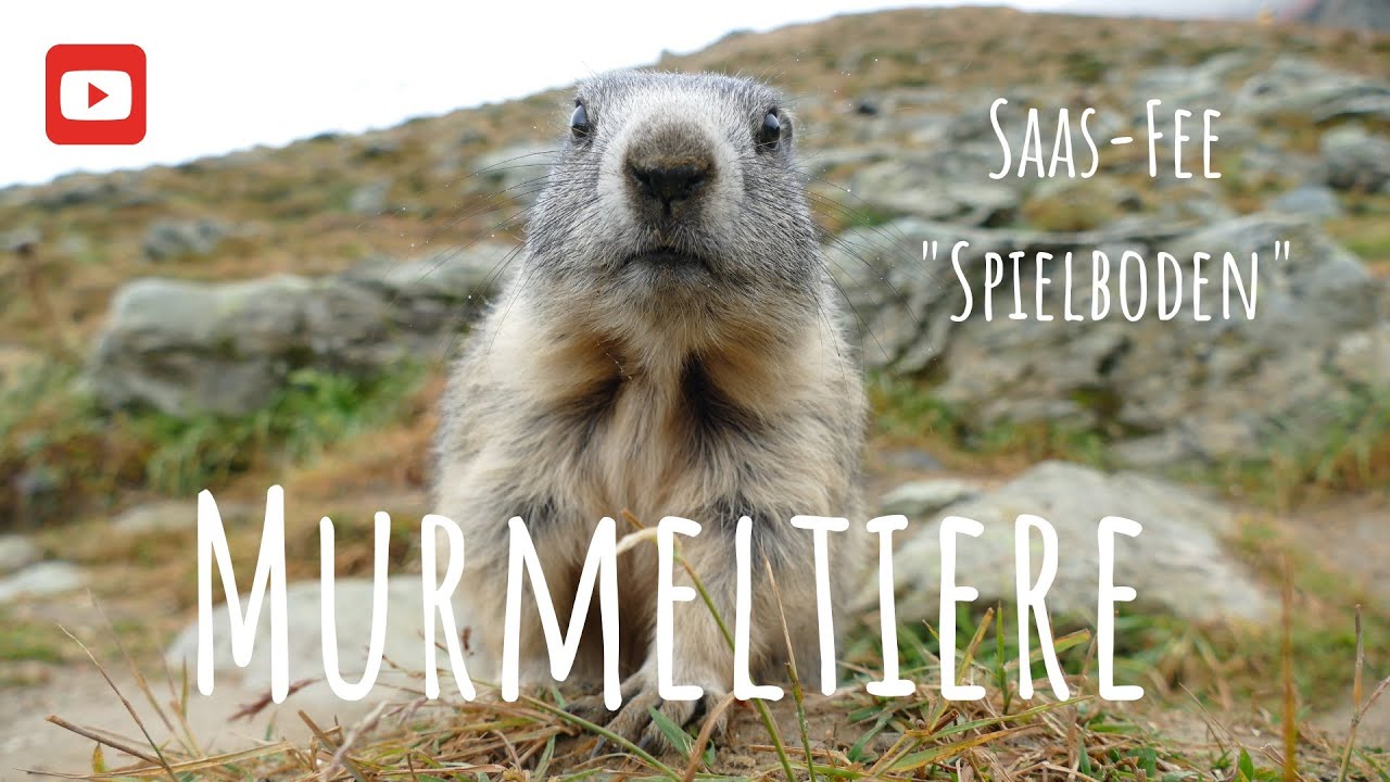 Murmeltiere in Saas Fee Spielboden - Schweiz Roadtrip