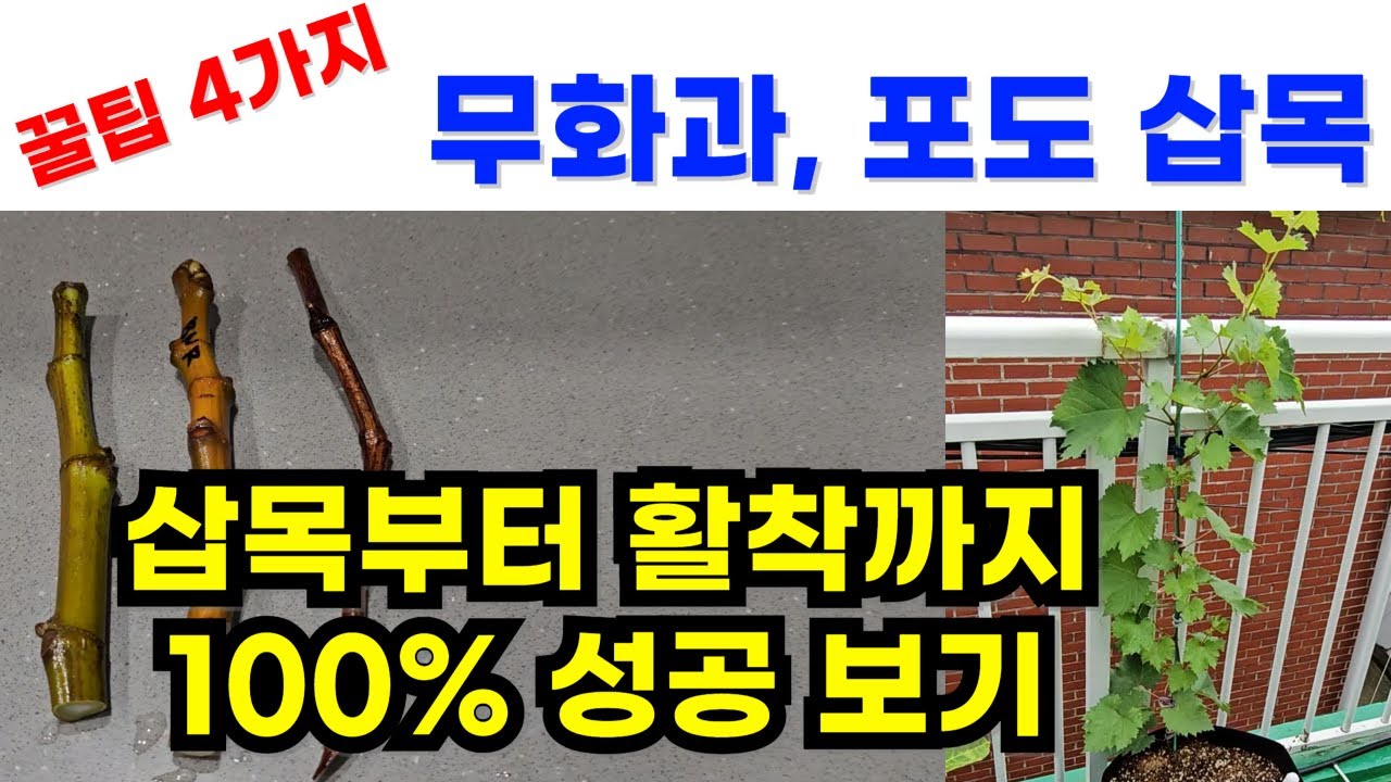 무화과, 포도 삽목 초보자도 무조건 성공하는 법 [종합본]