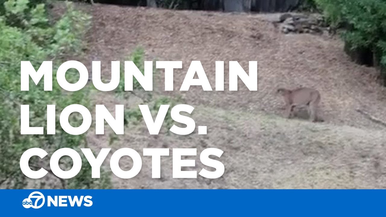 Standoff between mountain lion and coyotes caught on camera