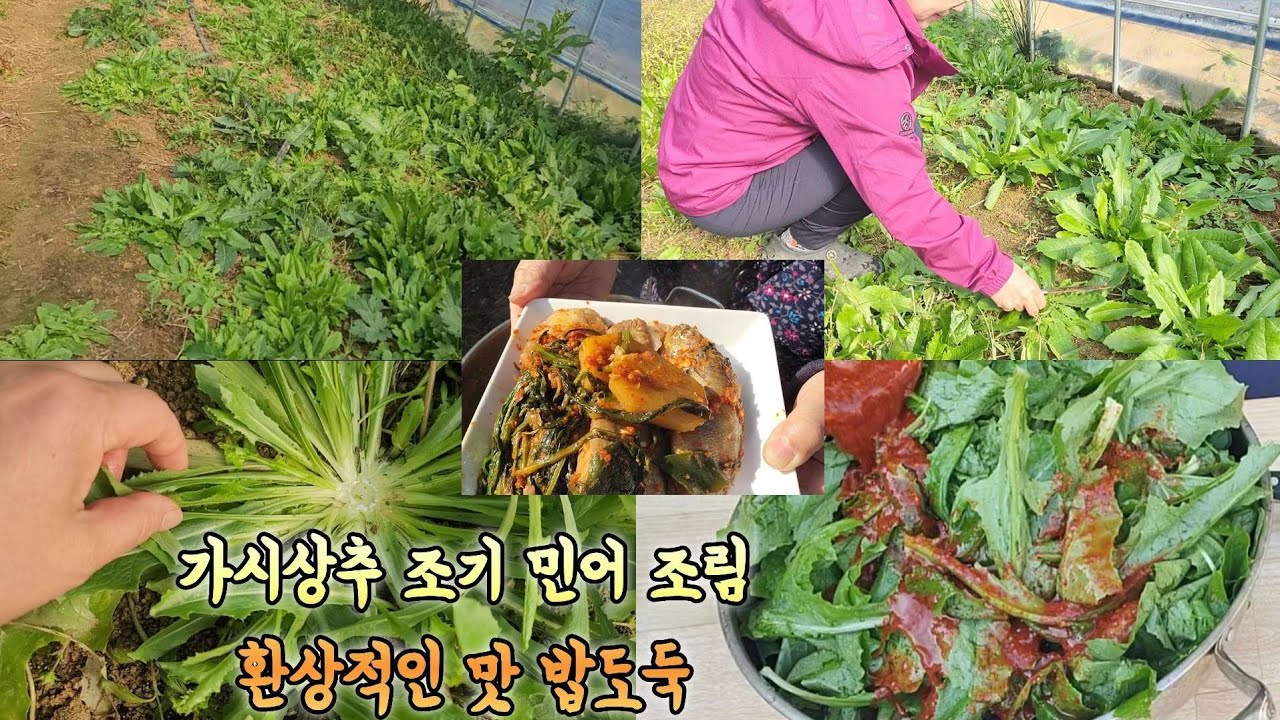 농막 털어먹기 가시상추와 생선의  환상적인 요리! 와우 내가 만든 가시상추 군락이 대단합니다