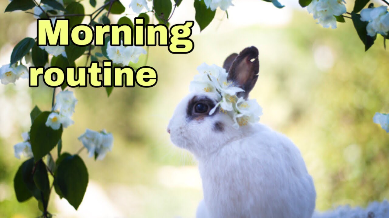 morning routine du moment avec mes animaux