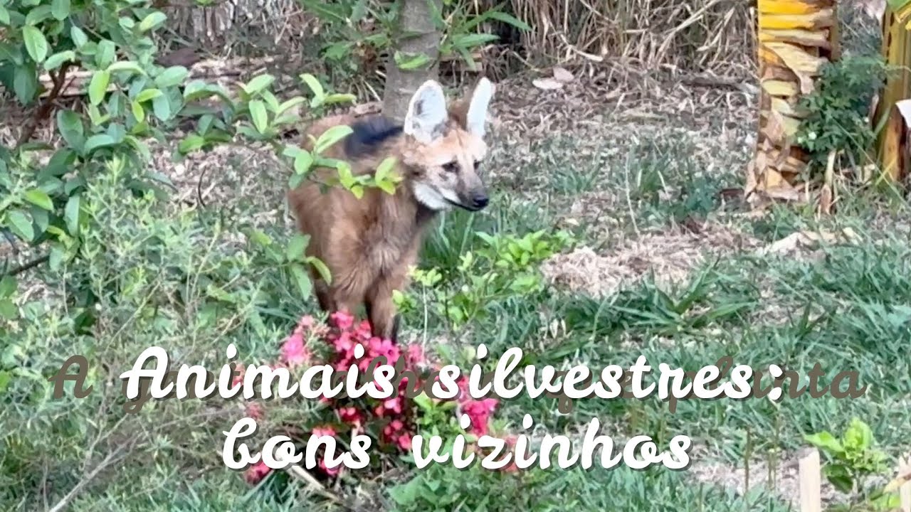 04 - Animais silvestres: bons vizinhos