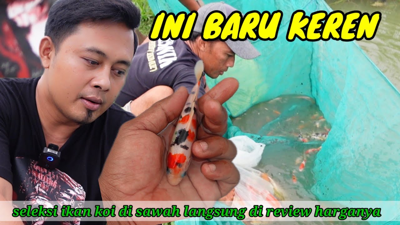 INI BARU KEREN‼️SELEKSI DI SAWAH LANGSUNG DI REVIEW HARGANYA‼️ TOBEL KOI BLITAR‼️