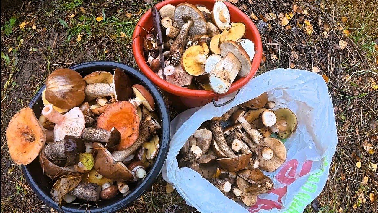 Скільки Грибів у Лісі. Збір Грибів у Жовтні