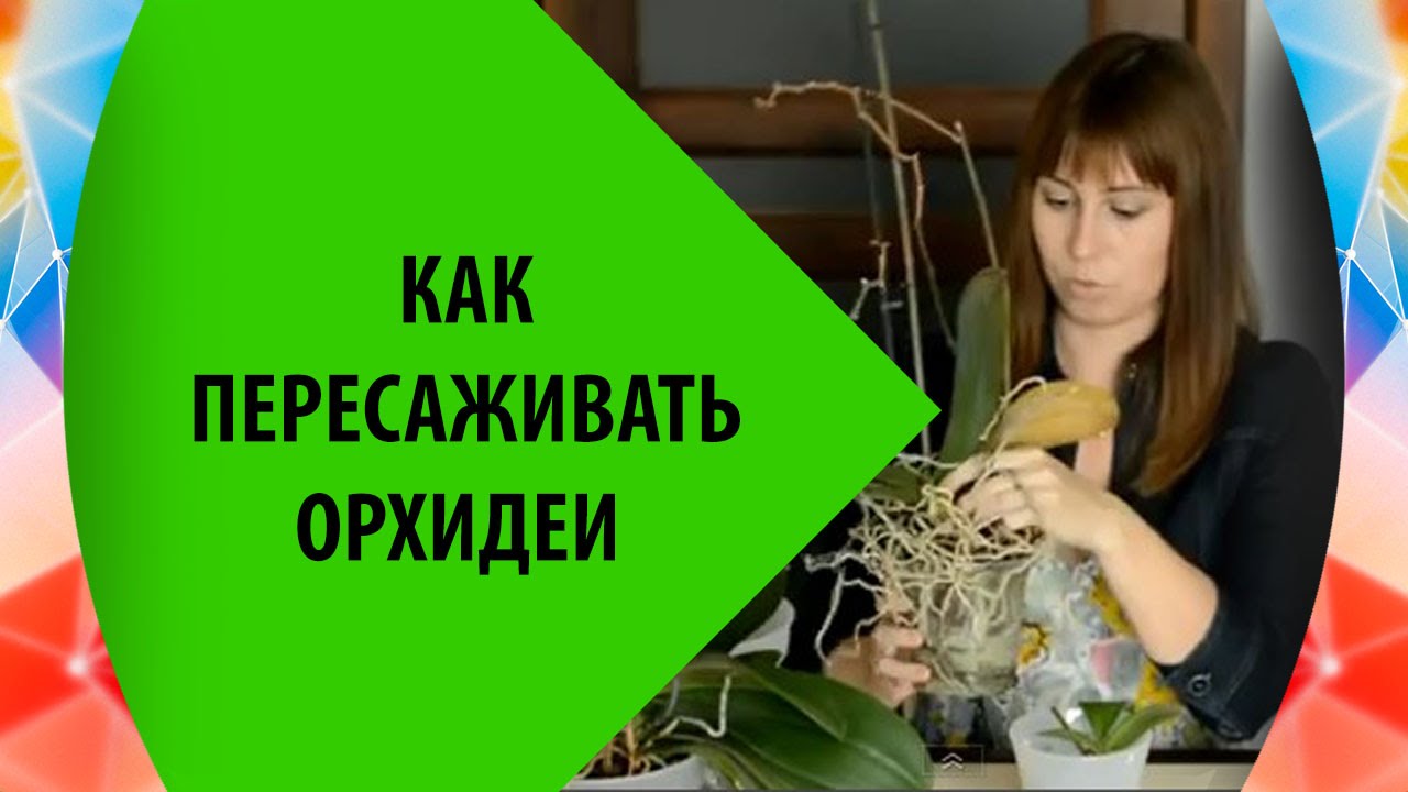 Пересадка Орхидея Фаленопсис 🌸 Как Пересаживать Орхидеи