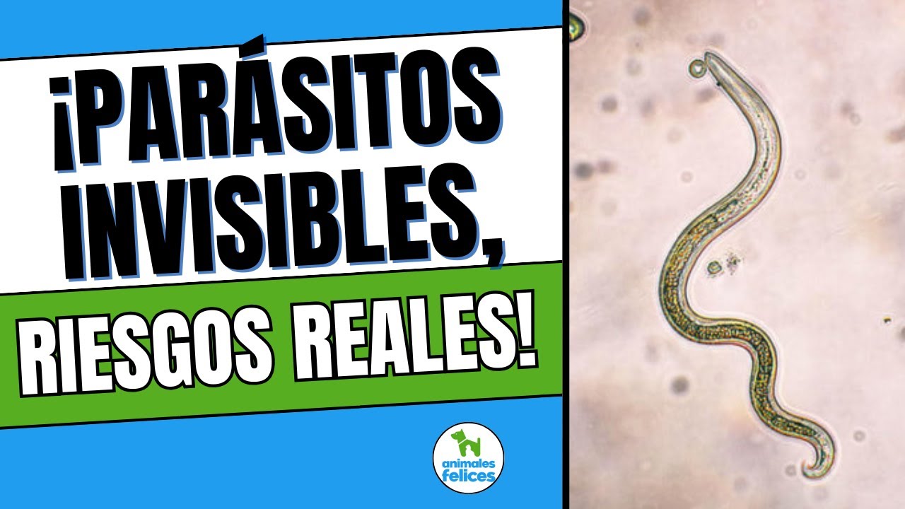¿Cómo afectan a tu mascota los parásitos internos?