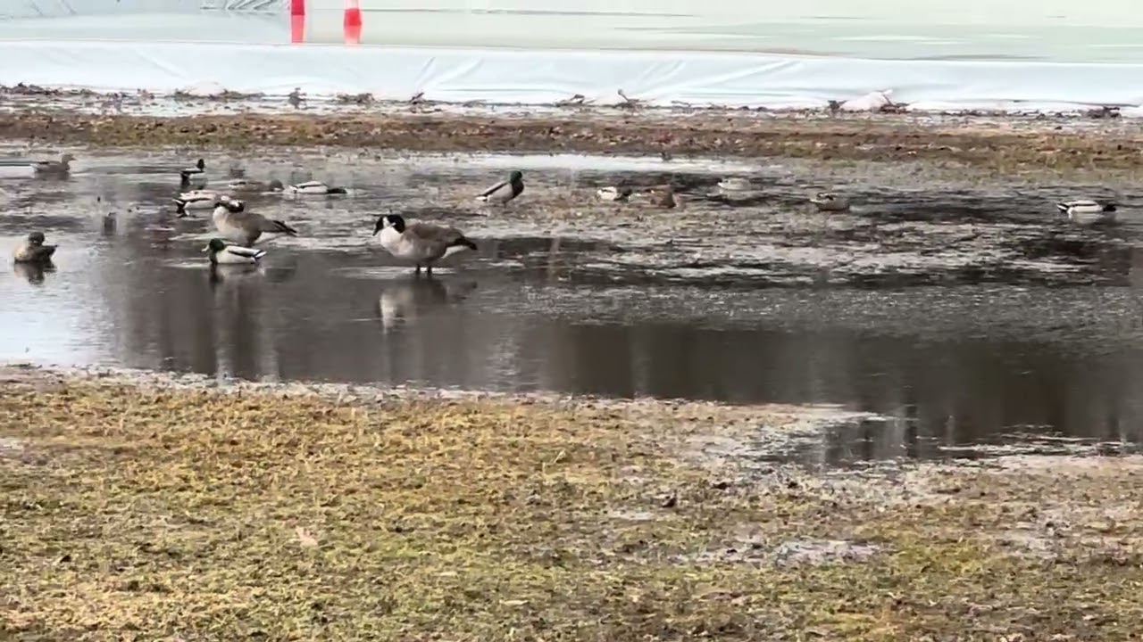 Birds living it up in melted ice rink!