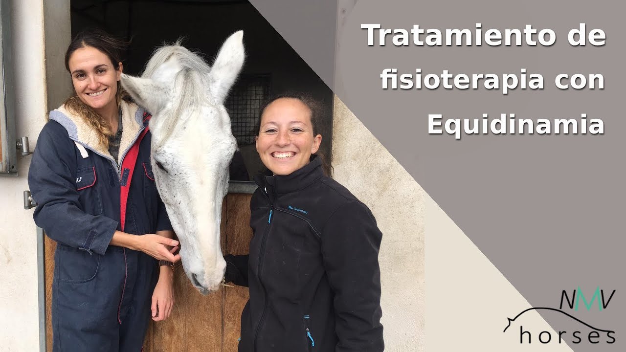 Fisioterapia para caballos I Tratamiento con EQUIDINAMIA