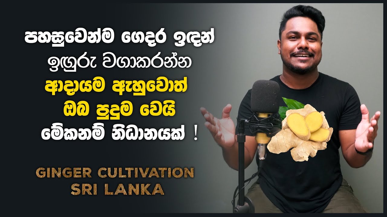 Expenditure and income of ginger cultivation | ඉඟුරු වගාවෙන් මිලියනපතියෙක් වෙන විදිහ සරලව සිංහලෙන් 💰