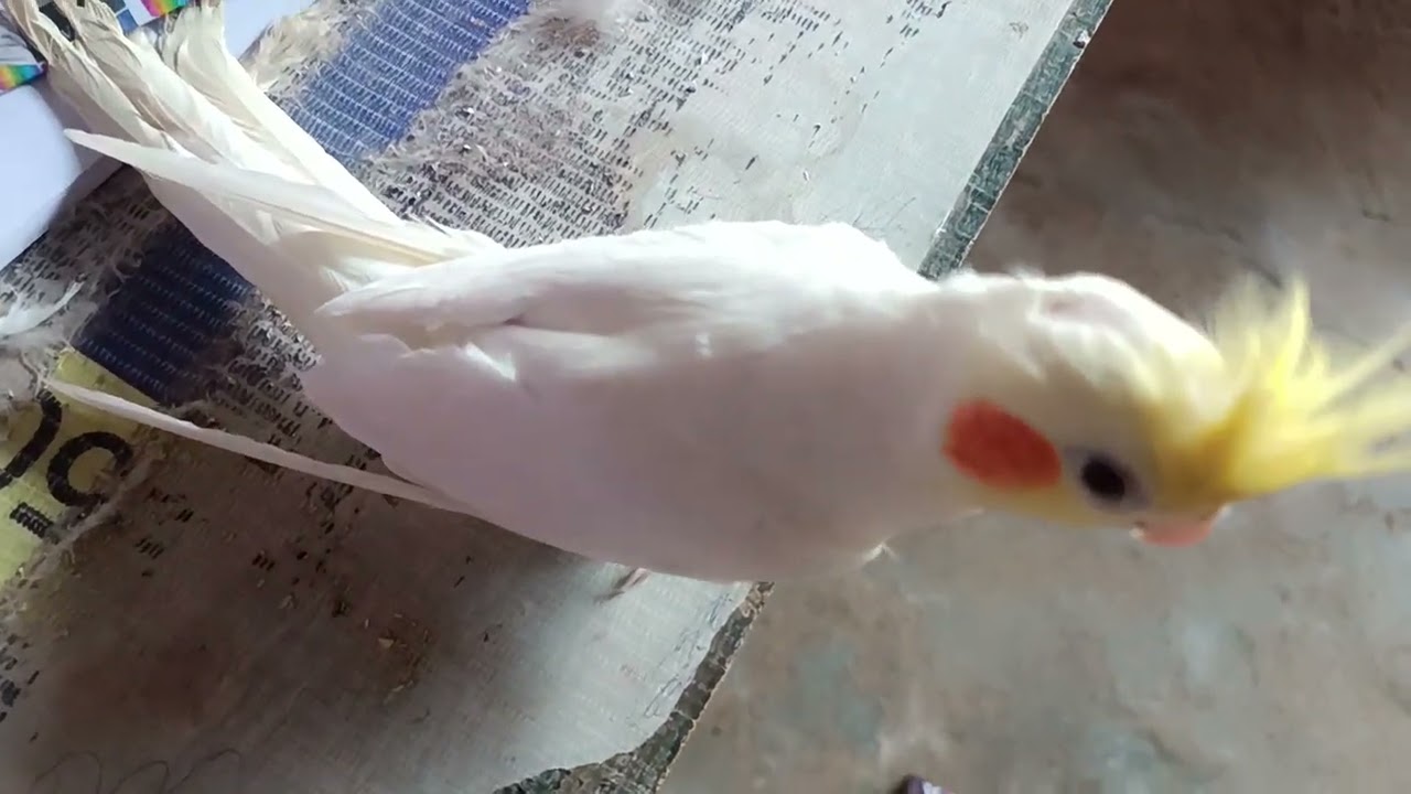 Beautiful love bird 🕊️🕊️🕊️