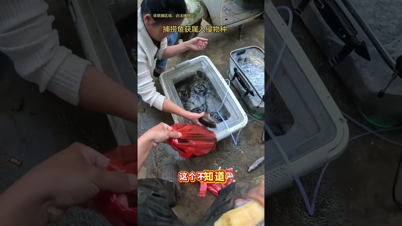 笋壳鱼罗飞淡水斑属于入侵物种。