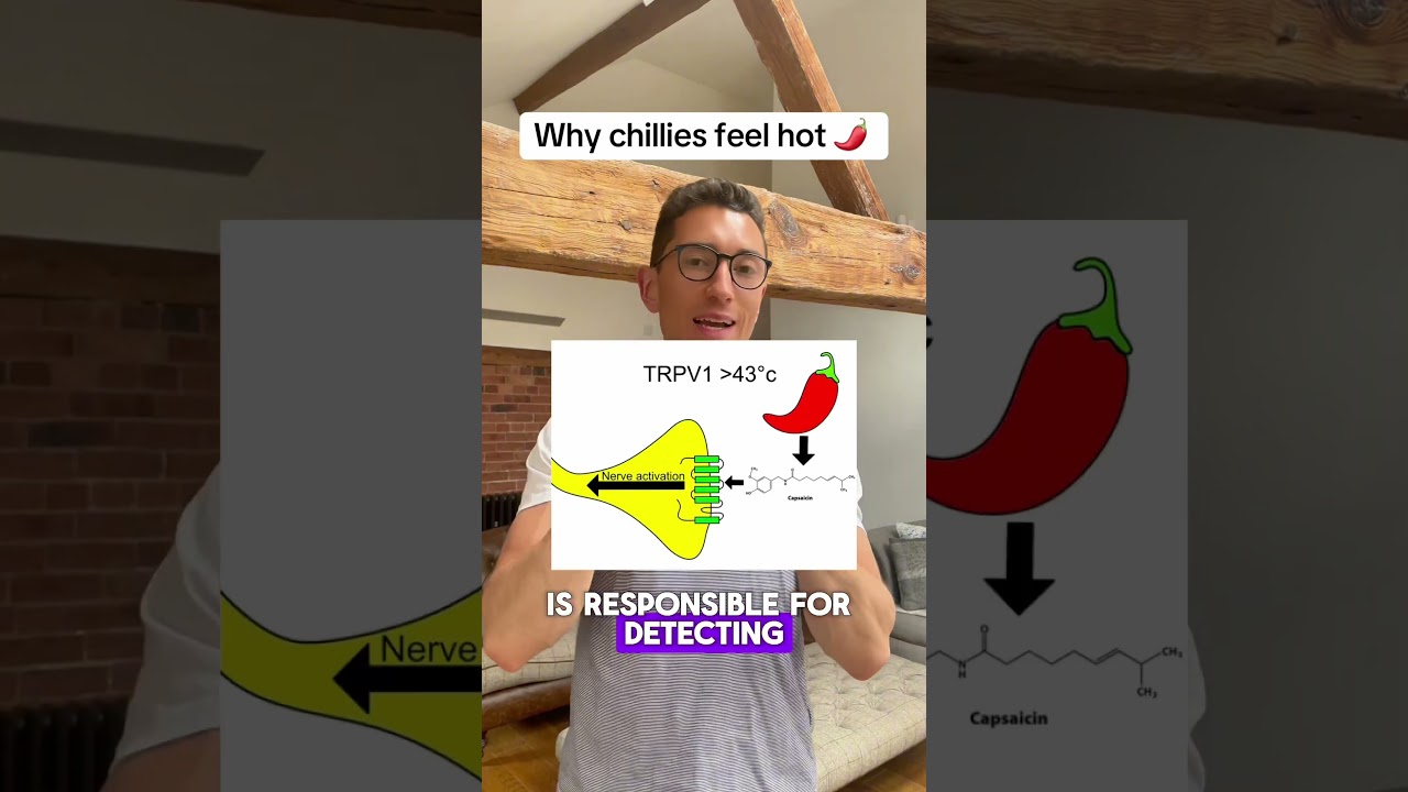 Why do chillies feel hot 