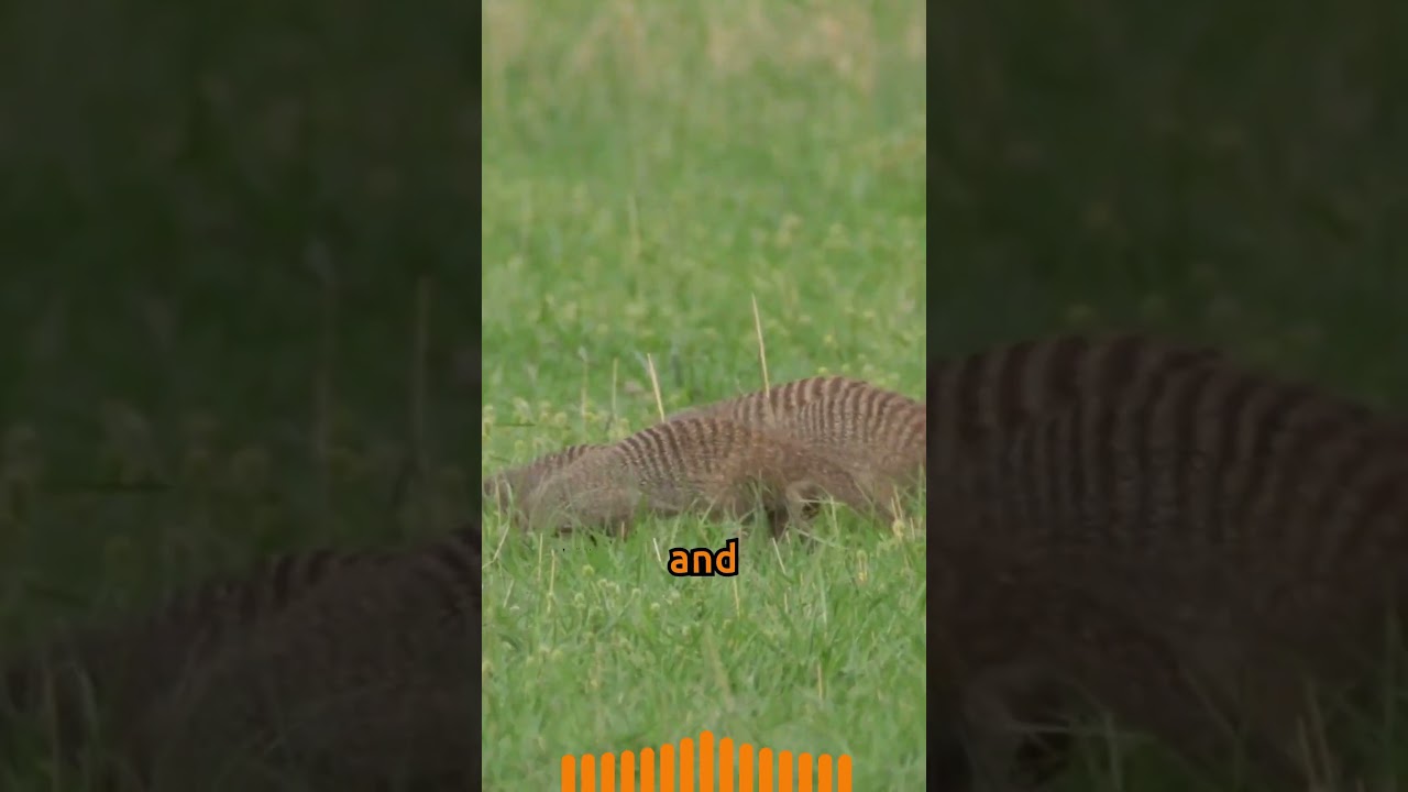 Mongoose Magic: 5 Fascinating Facts! #nature #animals #shorts