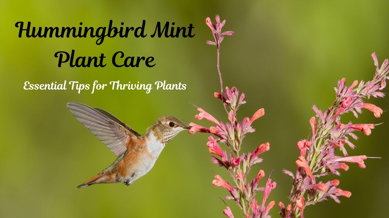 Hummingbird Mint Plant Care Guide: How to Grow Healthy, Thriving Plants #hummingbird #plants