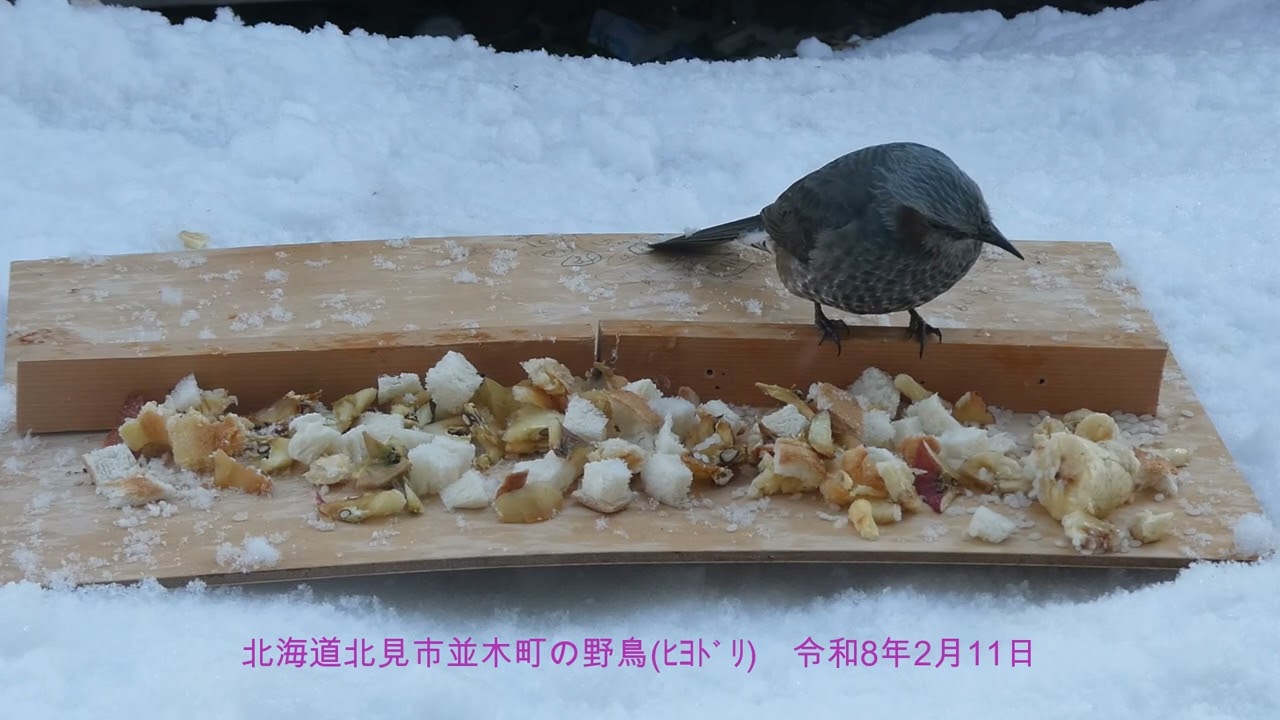 山本８９歳・北見市並木町の野鳥　令和８年２月１１日