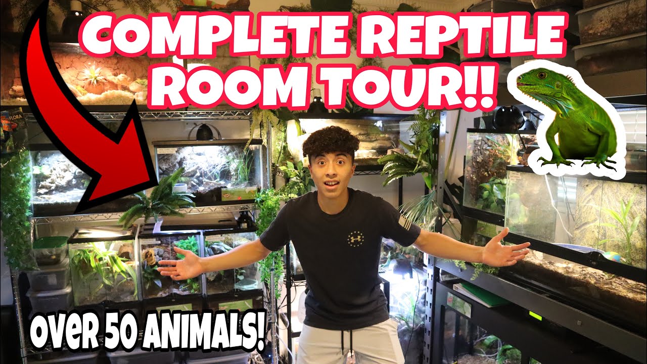 COMPLETE Reptile Room Tour!! (June 2021)
