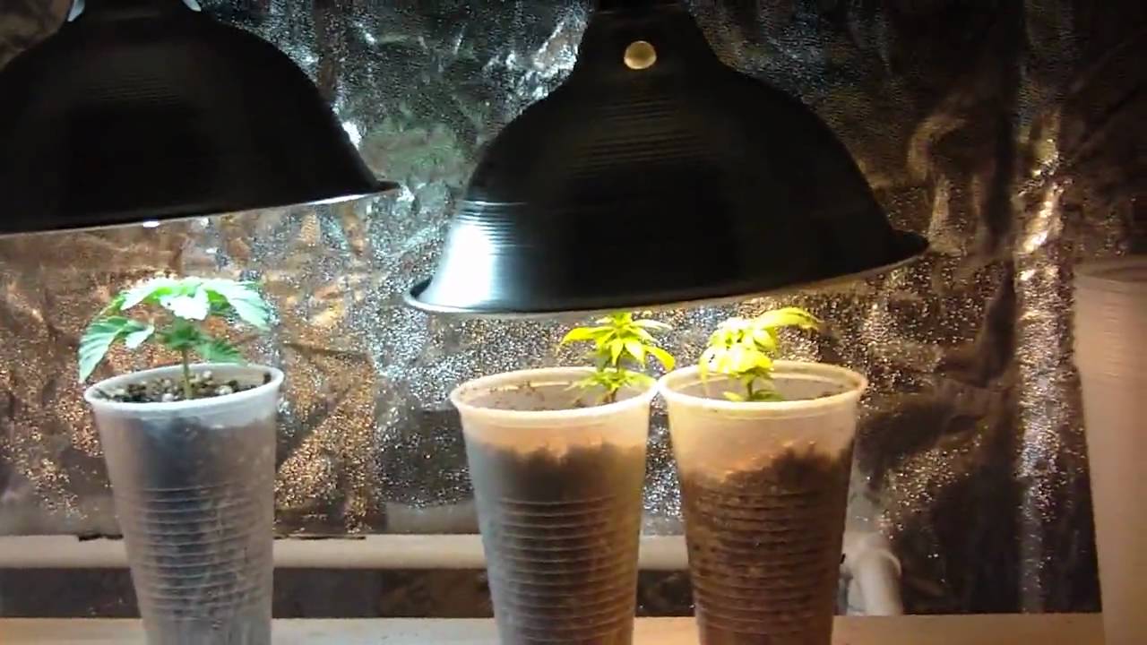Hashberry and widow week 1.MOV