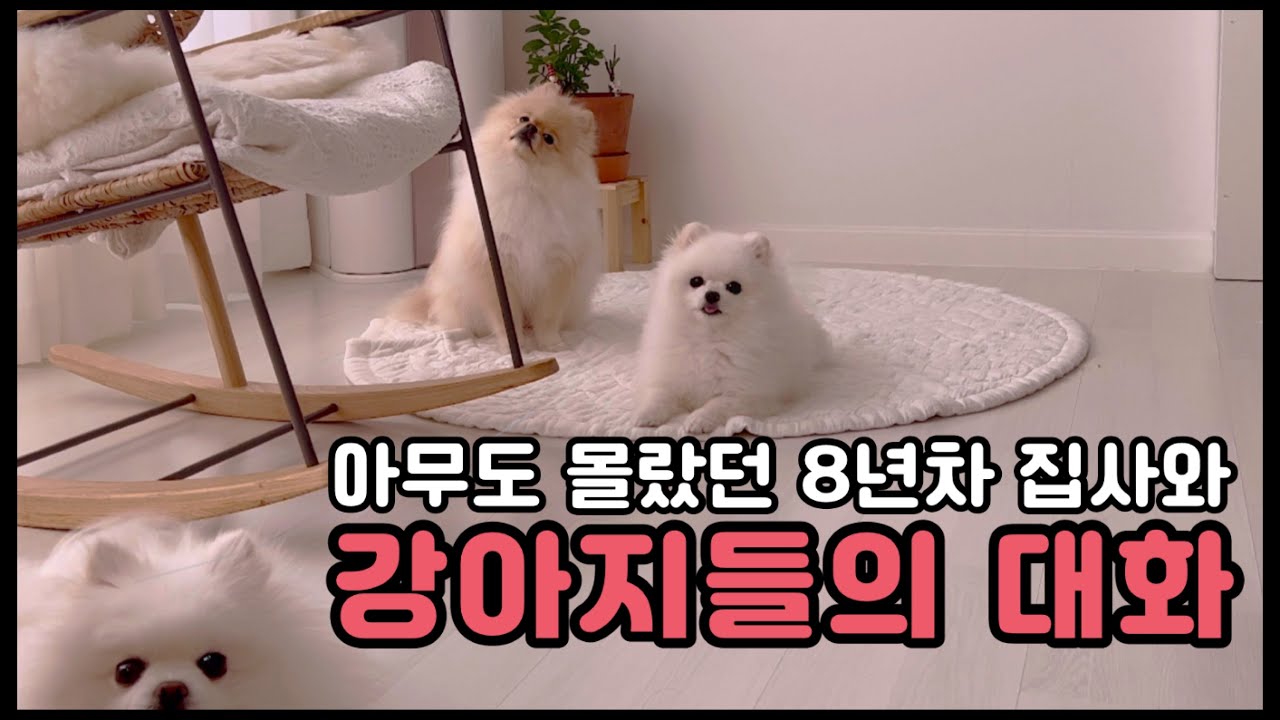 당신이 몰랐던 집사의 매일 아침 대화 |  포메라니안 | 유기견 입양가족